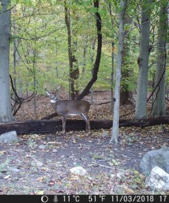 Tinks Doe-in-Rut #69 Buck Lure 4 oz. 16 9121yBdr4L