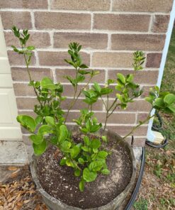 Jobe’s Organics 09226NA Granular Plant Food Fruit & Citrus, 4lbs, Brown 49 9123OaBQSKL