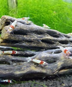 Natural Cholla Wood for Aquarium Decoration, Shrimp, Hermit Crab, Chew Toys for Small Pets (6 Inches Long(Pack of 3)) 6 Inches Long(Pack of 3) 23 912TFEW1mKL 1