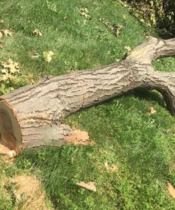 BLACK+DECKER 20V MAX Chainsaw Kit, Cordless, 10 inch, Tool-Free Chain Tensioning, Oil Lubrication System, Battery and Charger Included (LCS1020) 20V Chainsaw Kit 50 912x EP9p0L