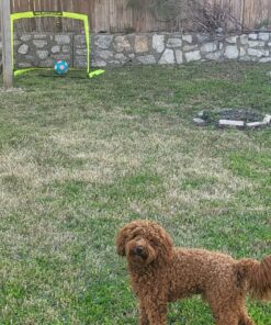 Franklin Sports Blackhawk Soccer Goal - Pop Up Backyard Soccer Nets - Foldable Indoor + Outdoor Soccer Goals - Portable Adult + Kids Soccer Goal 4' x 3' Optic Yellow 49 912ybTnrc6L