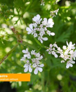 Alternative view of Herb Pharm Certified Organic Cilantro Extract for Cleansing and Detoxification Support - 1 Ounce 1 Fl Oz (Pack of 1)