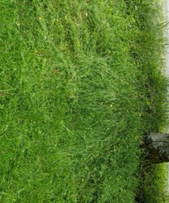 Greenworks 40V 16" Cordless (Push) Lawn Mower (75+ Compatible Tools), 4.0Ah Battery and Charger Included 16" Mower (4.0Ah) 47 912zpxNWo2L