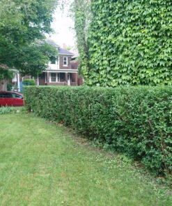 Makita XHU02Z 18V LXT® Lithium-Ion Cordless 22" Hedge Trimmer, Tool Only 23 913PEFD60L