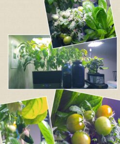 AeroGarden Salsa Garden Seed Pod Kit, 7 41 913eNJcuvAL