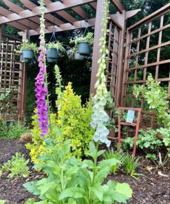 8,000 Foxglove Mix Seeds (Digitalis Purpurea) - by Seeds2Go 13 913gQMuvZpL