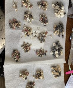 Tiny Miniature Fairy Garden Beach Critter Seashells Marine Life Collection for Art & Craft Project, Outdoor & Indoor Home Decoration, Party Favor, Invitation (4.5oz Bag, 500 Shell) 31 913ozvXRioL