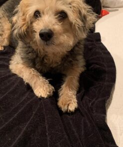 PEDIGREE DENTASTIX Small/Medium Dog Dental Treats Original Flavor Dental Bones, 1.57 lb. Value Pack (45 Treats) 45 Count (Pack of 1) 24 913riWdQuL