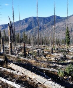 Barronett Blinds RA200BW Radar Pop Up Portable Blind, Bloodtrail Backwoods Camo 47 913wYr0GeDL