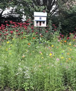 Eden Brothers Northeast Wildflower Mixed Seeds for Planting, 1/4 lb, 120,000+ Seeds with Cosmos, Candytuft, Shasta Daisy | Attracts Pollinators, Plant in Spring or Fall, Zones 3, 4, 5, 6, 7, 8, 9, 10 1/4 Pound 31 913wie24yOL