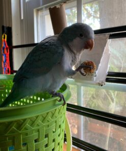 LAFEBER'S Sunny Orchard Nutri-Berries Pet Bird Food, Made with Non-GMO and Human-Grade Ingredients, for Parrots, 3 lb 3 Pound (Pack of 1) 26 9145PqjiejL