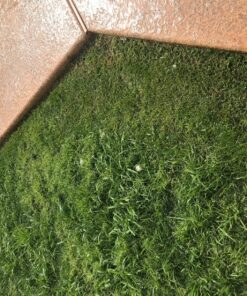 BLACK+DECKER 20V MAX Cordless String Trimmer, 2 in 1 Trimmer and Edger, 12 Inch, Battery Included (LST300) 20V String Trimmer Kit 36 914DEdy5L2L