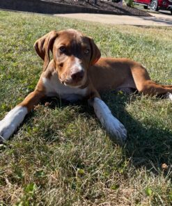 Embark Breed Identification Kit | Most Accurate Dog DNA Test | Test 350+ Dog Breeds | Breed ID Kit with Ancestry & Family Tree 39 914Fpk6kyL