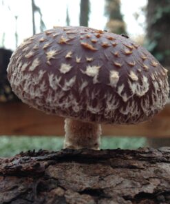 12" Mushroom Log DIY Shiitake Mushrooms Ready to Grow Your Own 13 914N9ciJyL