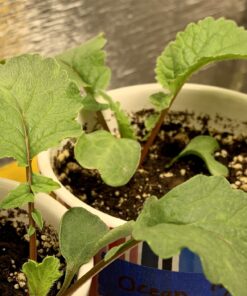 FoxFarm Ocean Forest Potting Soil, 1.5 cu ft, brown/a (FX14000) 28 914RgV3YKQL