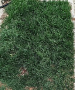 Scotts Turf Builder Lawn Food - Fertilizer for All Grass Types, 5,000 sq. ft., 12.5 lbs. 5,000 sq. ft. 49 914cT7QitQL