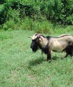 Energizer LR44 1.5V Button Cell Battery x 6 Batteries 6 Count (Pack of 1) 12 914l63vPHL