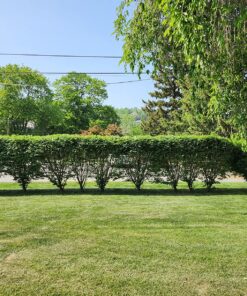 BLACK+DECKER 20V MAX Cordless Hedge Trimmer, 22-Inch, Tool Only (LHT2220B) 39 914nDC At2L