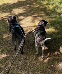 Pet Dog Double Leashes - No Tangle Dog Leash Coupler, Comfortable Shock Absorbing Reflective Bungee Lead for Nighttime Safety, Dual Dog Training Leash for Small, Medium & Large Dogs (Black) 31 914ol9aO4FL