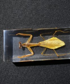 REALBUG Praying Mantis Paperweight (1 5/8 x 4 3/8 x 1 1/8") 14 914sy1RwbkL