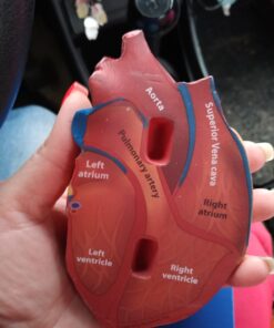 Learning Resources Cross-Section Human Heart Model, Large Foam Classroom Demonstration Model, 2Piece, Grades 2+, Ages 7+ Multi-color, 5 x 5 x 5 inches 31 91525YsWSmL