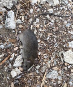 EcoClear Products 620101, RatX All-Natural Humane Rat and Mouse Rodenticide Pellets, 1 lb. Bag 24 915Bh7tXw L