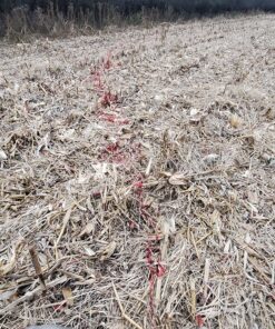 Rage Extreme 4 Blade Arrow Archery Broadhead, 100 Grain - 2 Pack 27 915EAL1irLL