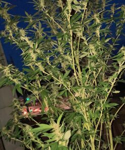 Advanced Nutrients GL525050-12 Big Bud Liquid Fertilizer, 250 mL.250 Liter, Brown/A .250 Liter 33 915ICX6BF9L