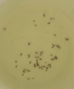 Coastal Pet - Safari - Cat Flea Combs - Grooming Supplies 20 915S t8PDZL