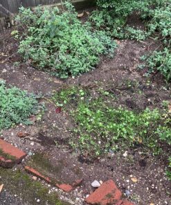 Whitetail Institute No-Plow Deer Food Plot Seed - Hardy, Fast-Growing Blend of Annuals for Areas Difficult to Access with Farming Equipment - Highly Nutritious and Attractive to Deer 9-Pound (.5 acre) 16 915ax2Xa0VL