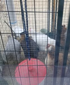 Farm Innovators HB-60P Thermostatically Controlled Heated 2 Gallon Plastic Outdoor Year Round Poultry Chicken Water Bucket Drinker, White/Red Single 27 915cBxciLKL