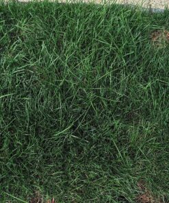 Scotts Turf Builder Lawn Food - Fertilizer for All Grass Types, 5,000 sq. ft., 12.5 lbs. 5,000 sq. ft. 50 915d5vxld7L