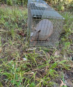 Havahart 1079SR Large 1-Door Humane Catch and Release Live Animal Trap for Raccoons, Cats, Bobcats, Beavers, Small Dogs, Groundhogs, Opossums, Foxes, Armadillos, and Similar-Sized Animals 41 915ploJT OL