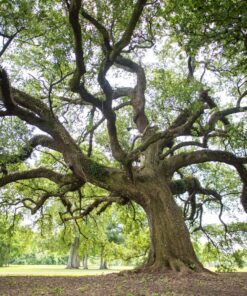 Nikon AF-S FX NIKKOR 20mm f/1.8G ED Fixed Lens with Auto Focus for Nikon DSLR Cameras Lens Only 54 915tLLMUDKL