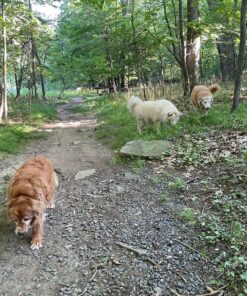 Yaya Organics Tick Ban | Extra Strength Tick Repellent Made with Essential Oils and All Natural, DEET Free Ingredients | Proven Effective, Safe for Adults, Kids and Dogs | 4 Ounce 2 Pack 15 916FtFp9rSL