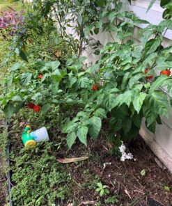 Moruga Scorpion Pepper - Grow Your Own Hottest Pepper in the World! - 2,000,000SHU 3oz/85gr 32 916MSu1XifL 1