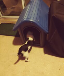 always-quality Indoor Outdoor Dog House Small to Medium Pet All Weather Doghouse Puppy Shelter Blue 25 916Q9r2FGXL