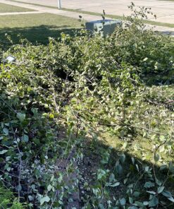 Fiskars 7.9'-12' Extendable Tree Pruning Stik Pruner - Rotating Sharp Precision-Ground Steel Blade for Cutting up to 1.25" Diameter Pruning Stick Extenable 7.9'-12' 39 916TUrT7QcL