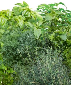 AeroGarden Gourmet Herb Seed Pod Kit - Herb Seeds for AeroGarden Indoor Garden, 6-Pod 19 916Y2T2jjYL