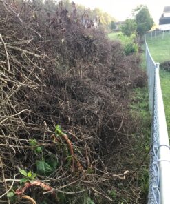 ATIE 10" x 3T 10-inch x 3 Teeth Steel Brush Cutter Trimmer Weed Eater Blade (1 Pack) 1 22 916m14IKcGL