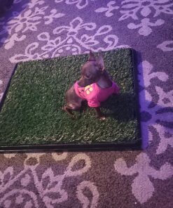Artificial Grass Puppy Pee Pad for Dogs and Small Pets - 20x25 Reusable 3-Layer Training Potty Pad with Tray - Dog Housebreaking Supplies by PETMAKER Medium 3-Layer System 49 9172cS3Eo9L