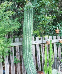 General Hydroponics CALiMAGic 1-0-0, Concentrated Blend Of Calcium & Magnesium, Secondary Nutrient Deficiencies Helps Prevent Blossom End Rot & Tip Burn, Clean, Soluble, 1-Gallon 1 gal 25 9177hSdBsJL 2