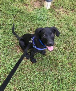 Hill's Science Diet Dry Dog Food, Puppy, Chicken Meal & Barley Recipe, 30 lb. Bag Puppy Dry 30 Pound (Pack of 1) 39 9179jc2oYvL