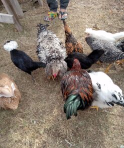 Hatortempt 5lbs Non-GMO Dried Mealworms - Premium Organic Chicken Feed, Nutritious High Protein Meal Worms- Food and Treats for Laying Hens, Wild Birds, Ducks, Reptiles, Fish, Hedgehogs, Turtles 5 Pound (Pack of 1) 33 917YNtb562L