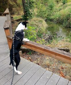 rabbitgoo Dog Harness, No-Pull Pet Harness with 2 Leash Clips, Adjustable Soft Padded Dog Vest, Reflective No-Choke Pet Oxford Vest with Easy Control Handle for Large Dogs, Black, XL X-Large 39 917YyZ2zMTL