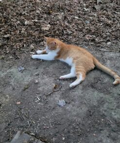 Petmate Two-Door Small Dog Kennel & Cat Kennel, Top Loading or Front Loading Pet Carrier, Made with Recycled Materials, 24 inches in Length For Pets up to 15 Pounds, Made in USA 24.1"L x 16.8"W x 14.5"H BLUE 35 917cLO0 n3L 2