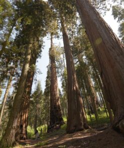 Tokina AT-X PRO DX for digital SLR 11-20mm f/2.8 Pro DX Lens for Nikon F 61 917cLpaYcDL