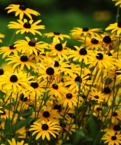 Outsidepride Perennial Rudbeckia Hirta Black-Eyed Susan Wild Flowers - 5000 Seeds 15 917g6hqVCmL