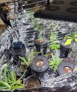 AGLEX 420W COB LED Grow Light, Full Spectrum Plant Grow Lamp with Daisy Chain Veg and Bloom Switch for Hydroponic Greenhouse Indoor Plant Veg and Flower (C2000) C2000 40 917h c9eXeL