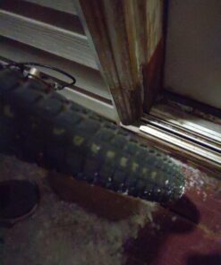 Schwinn Replacement Bike Tire, Mountain, Cruiser, and Hybrid Bicycle Tires, Multiple Size Options Hybrid/Kevlar 26-Inch x 1.95-Inch 61 917q1mFdpbL